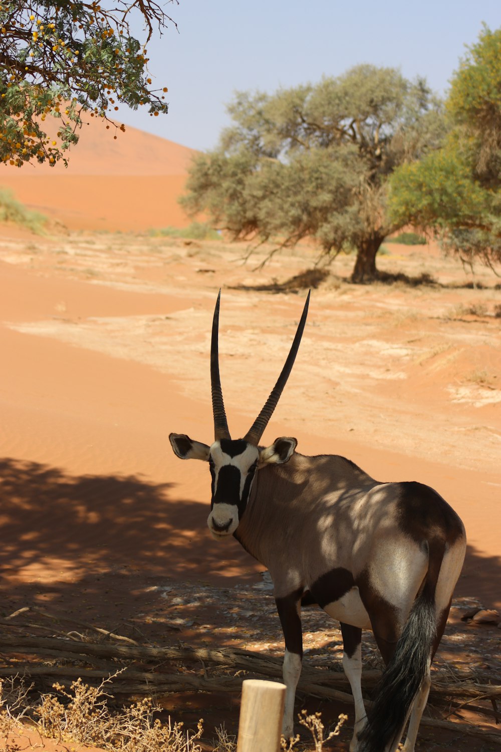 an antelope standing in the shade of a tree