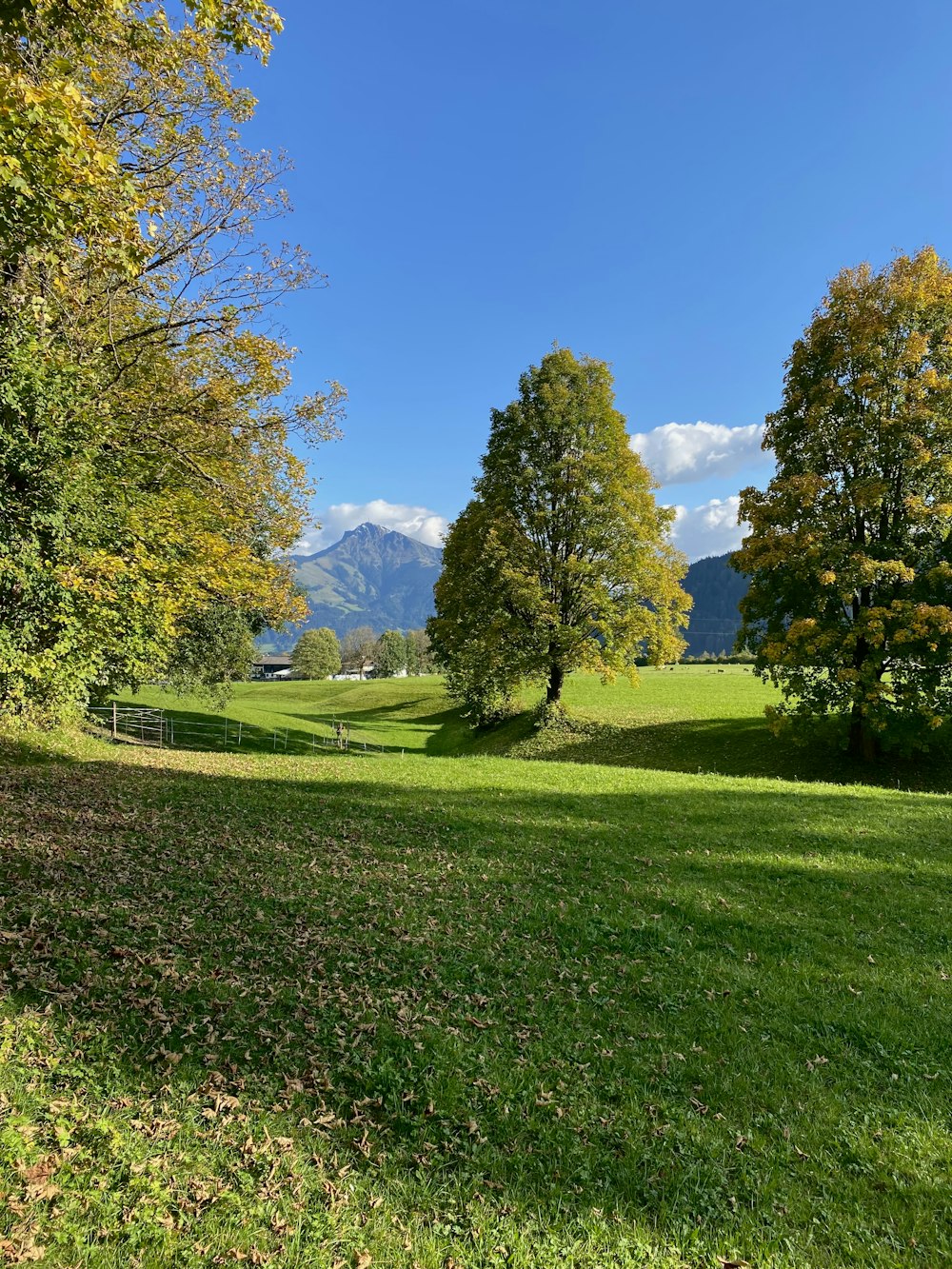 a grassy field with trees and mountains in the background