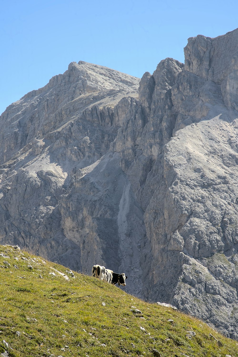 a couple of cows standing on top of a grass covered hillside