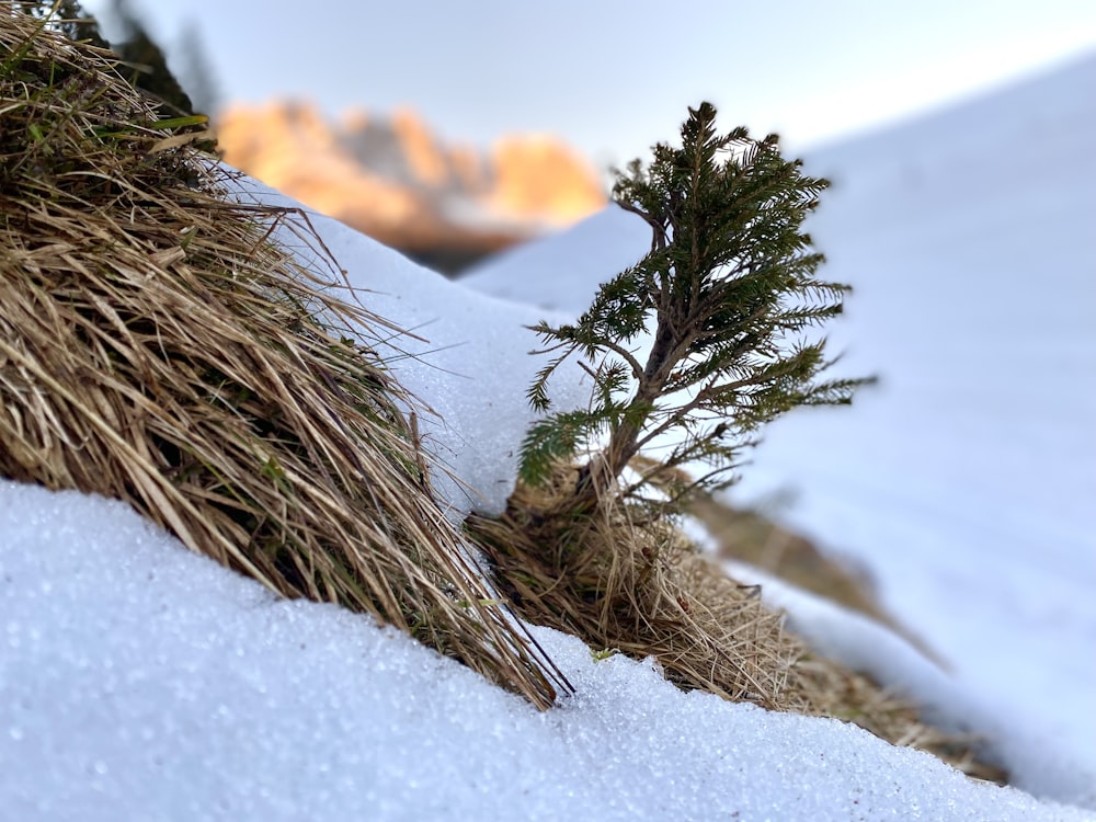 a small tree is growing out of the snow