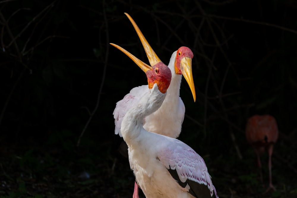 a couple of birds standing next to each other