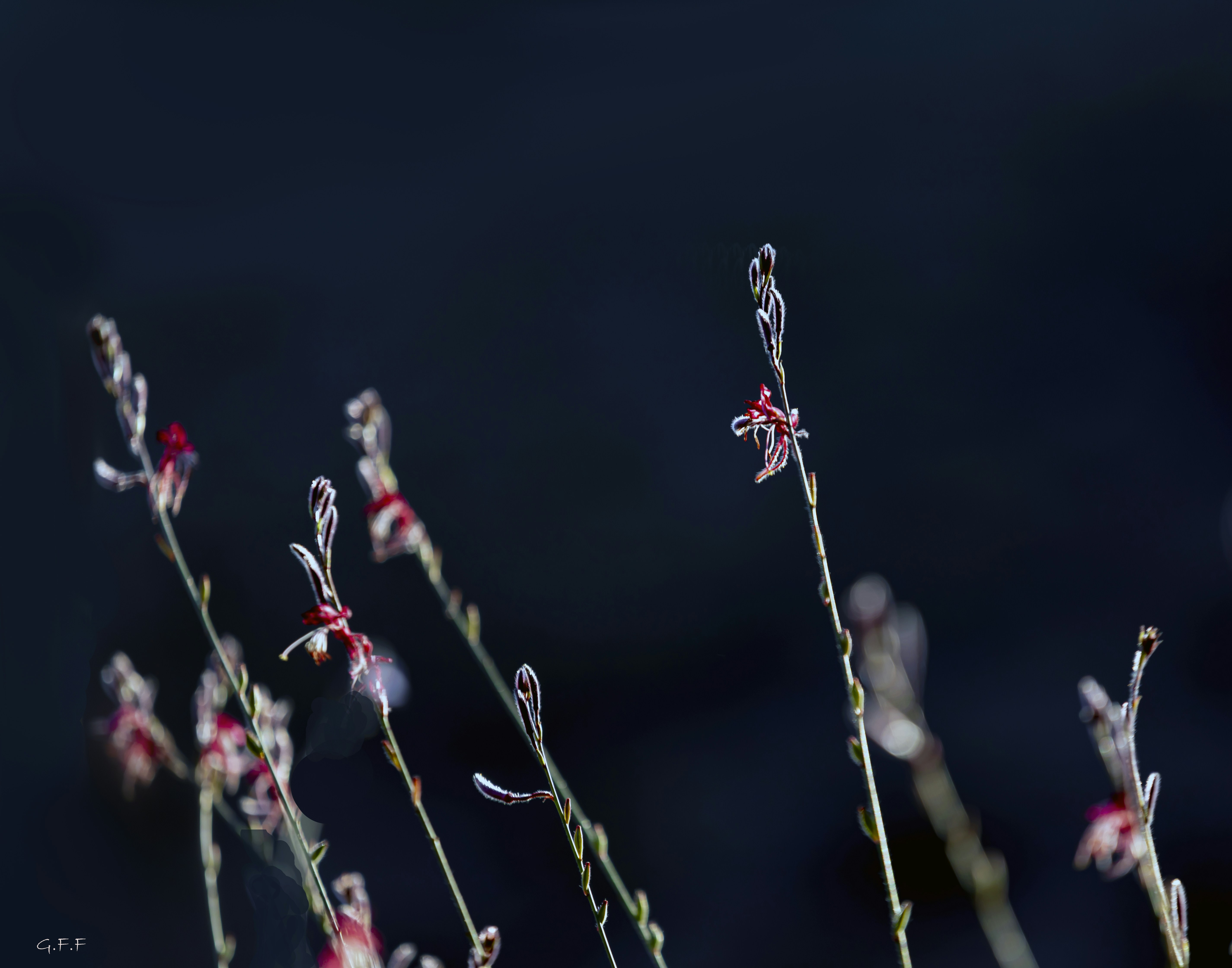 Photo by gabyfishmanfosbery