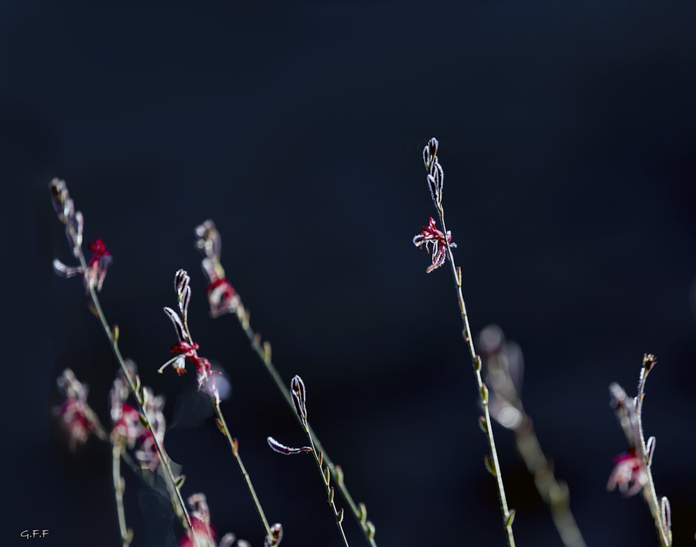 a close up of a plant with red and white flowers