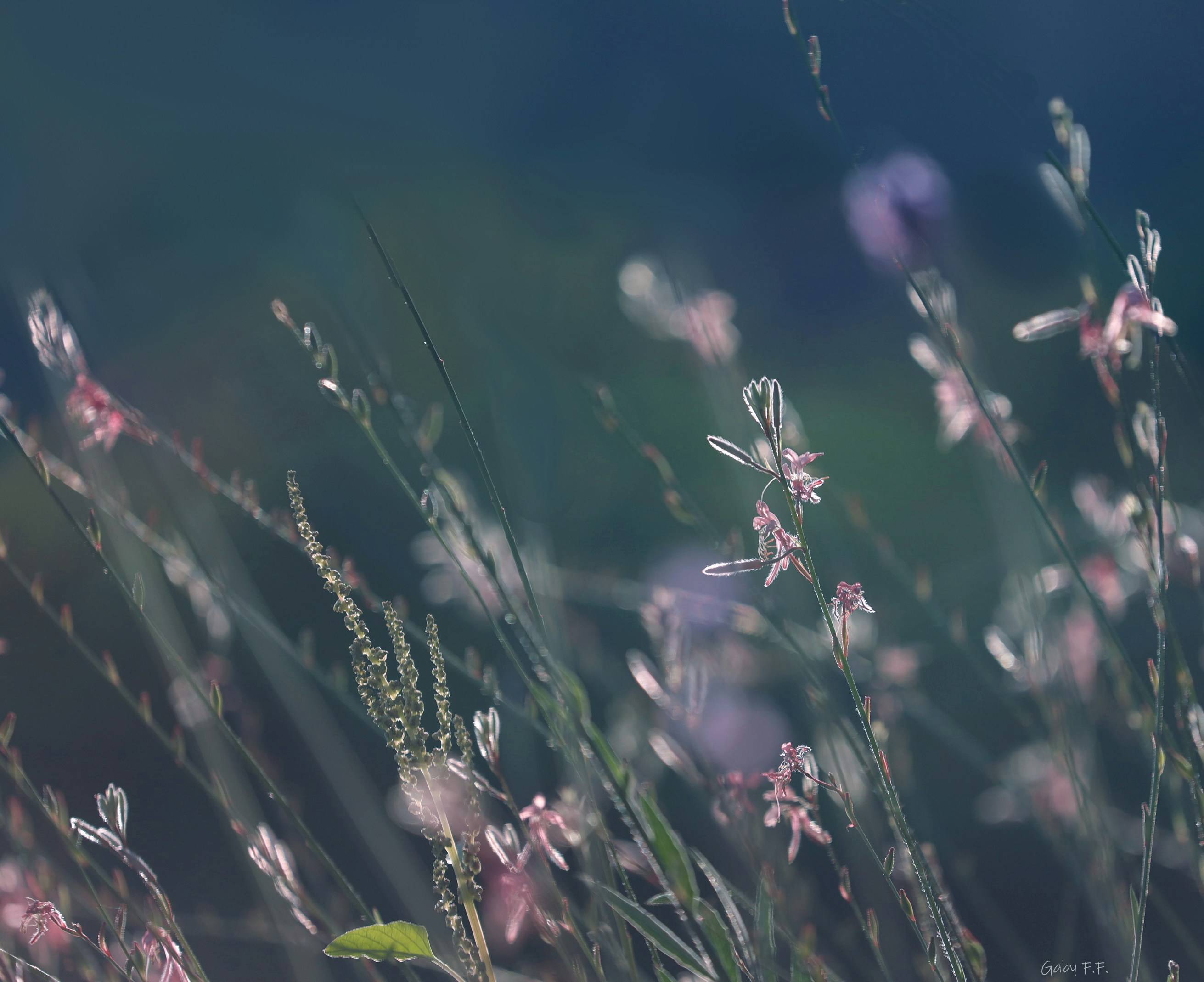 Photo by gabyfishmanfosbery