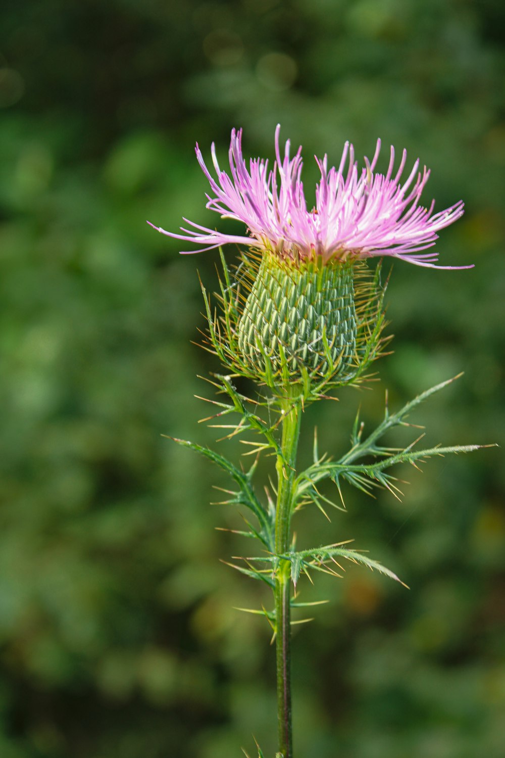 a pink flower with green leaves in the background