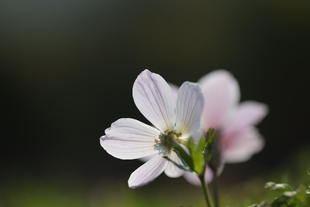 a close up of a flower with a blurry background