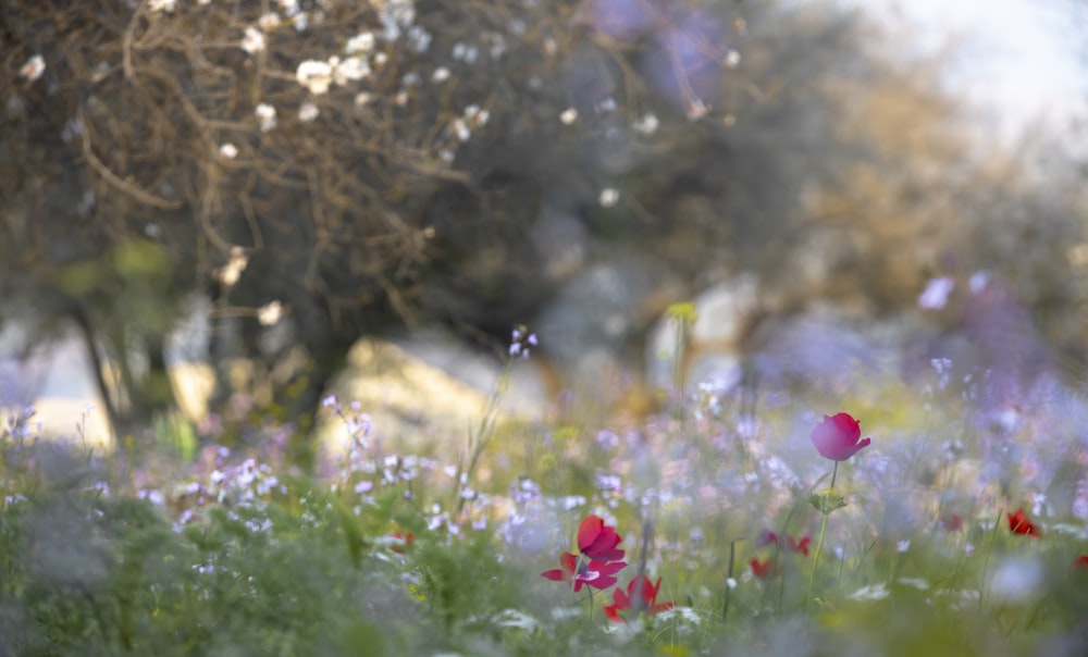 a field of flowers with trees in the background