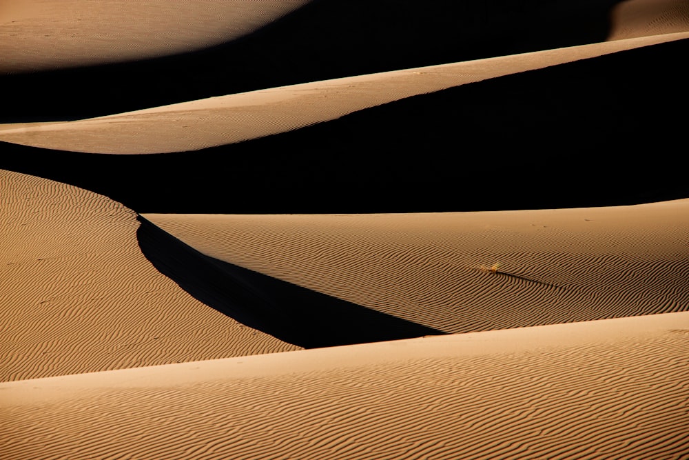 a desert with sand dunes and a single plant
