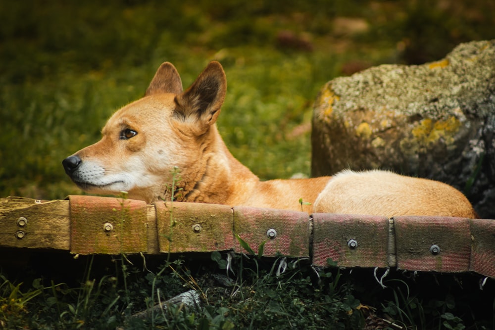 a brown dog laying on top of a wooden bench