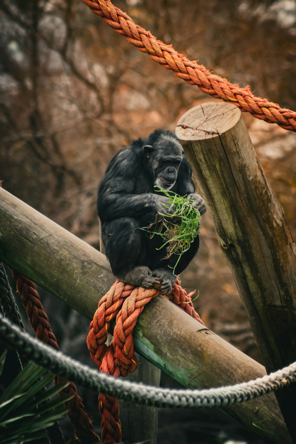 a monkey sitting on top of a wooden pole