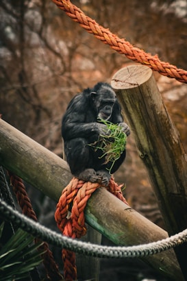 A chimpanzee is sitting on a wooden log, surrounded by large orange ropes. The chimpanzee is holding and examining a bunch of green leaves or grass, appearing thoughtful and focused in a natural environment with blurred brownish trees in the background.