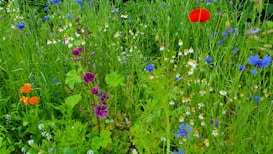 A vibrant wildflower meadow containing a variety of colorful blooms and greenery. Numerous small white daisies with yellow centers are scattered throughout, alongside vivid blue, red, orange, and purple flowers. The dense green foliage creates a lush background, giving a sense of natural abundance.