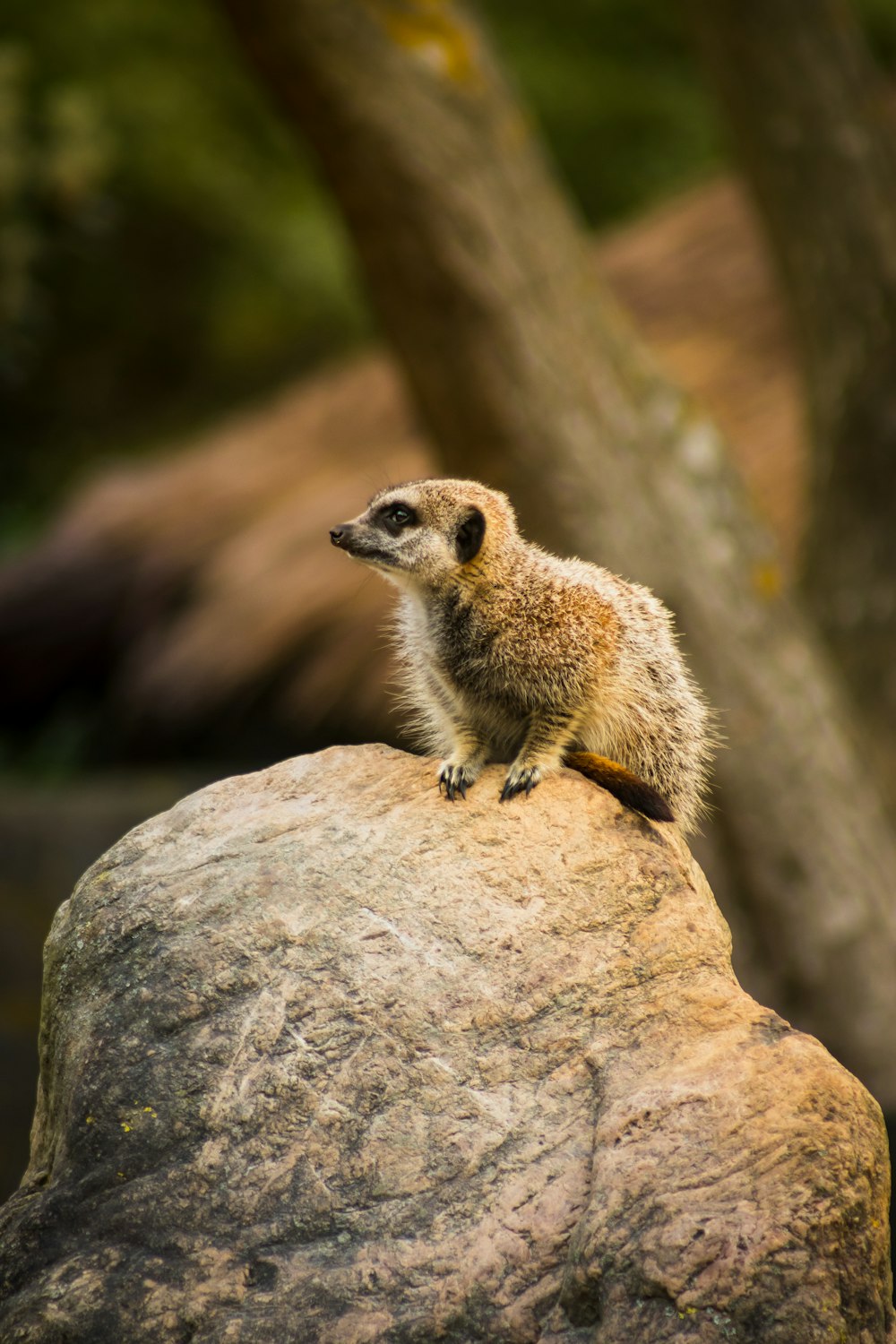 a small animal sitting on top of a rock