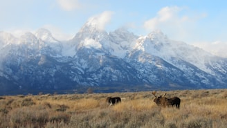 Majestic snow-capped mountains rise in the background, their rugged peaks shrouded in light clouds. In the foreground, an open field with dry grasses is home to two moose, one with prominent antlers grazing in the brush. The lighting suggests a serene, early-morning scene.