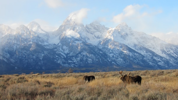 Majestic snow-capped mountains rise in the background, their rugged peaks shrouded in light clouds. In the foreground, an open field with dry grasses is home to two moose, one with prominent antlers grazing in the brush. The lighting suggests a serene, early-morning scene.