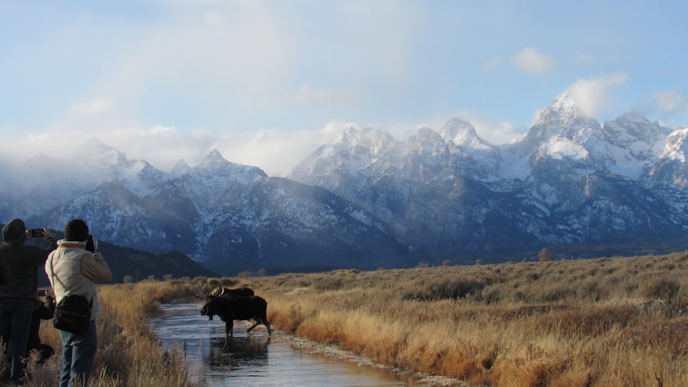 Un par de personas de pie en un campo junto a una vaca