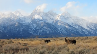 A vast landscape featuring towering, snow-capped mountains under a clear blue sky. In the foreground, two moose graze in an open field of dry grasses and shrubs, surrounded by natural wilderness.