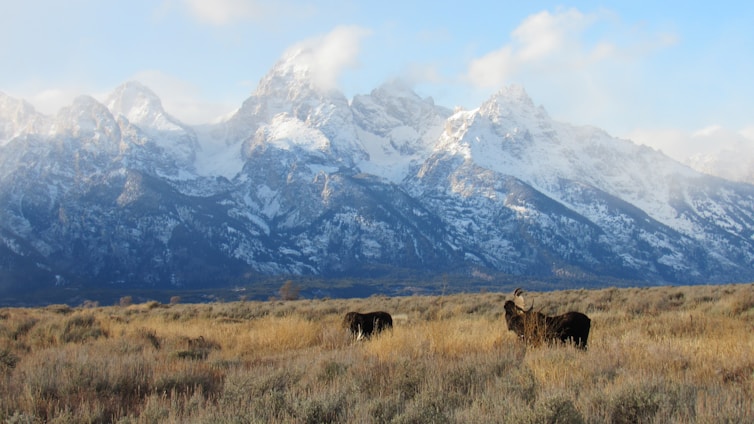 A vast landscape featuring towering, snow-capped mountains under a clear blue sky. In the foreground, two moose graze in an open field of dry grasses and shrubs, surrounded by natural wilderness.