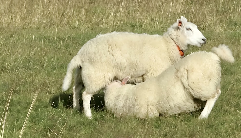 a couple of white sheep standing on top of a lush green field