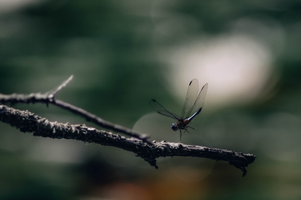 a close up of a dragon fly on a branch