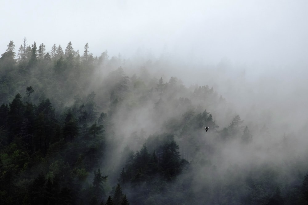 a bird flying over a forest covered in fog
