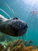 Close-up view of a marine animal, possibly a seal or sea lion, with long whiskers amidst an underwater scene. Sunlight beams pierce through the water, illuminating seaweed in the background.