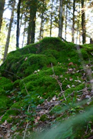 A serene forest floor carpeted with moss, fallen leaves, and dappled sunlight.