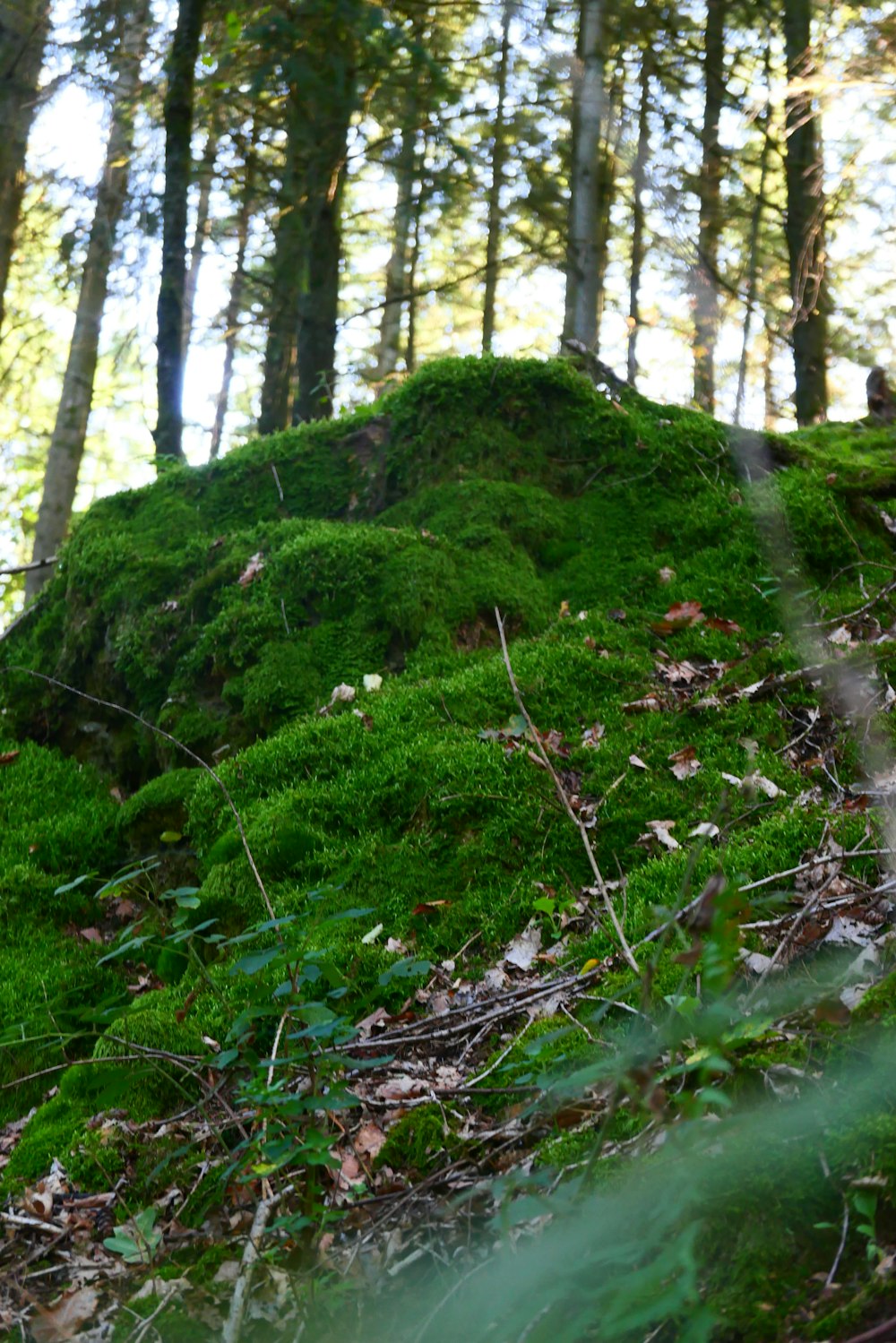 a green moss covered hill with trees in the background