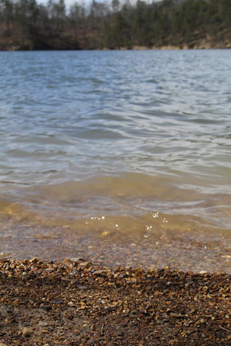 a red fire hydrant sitting on the shore of a lake