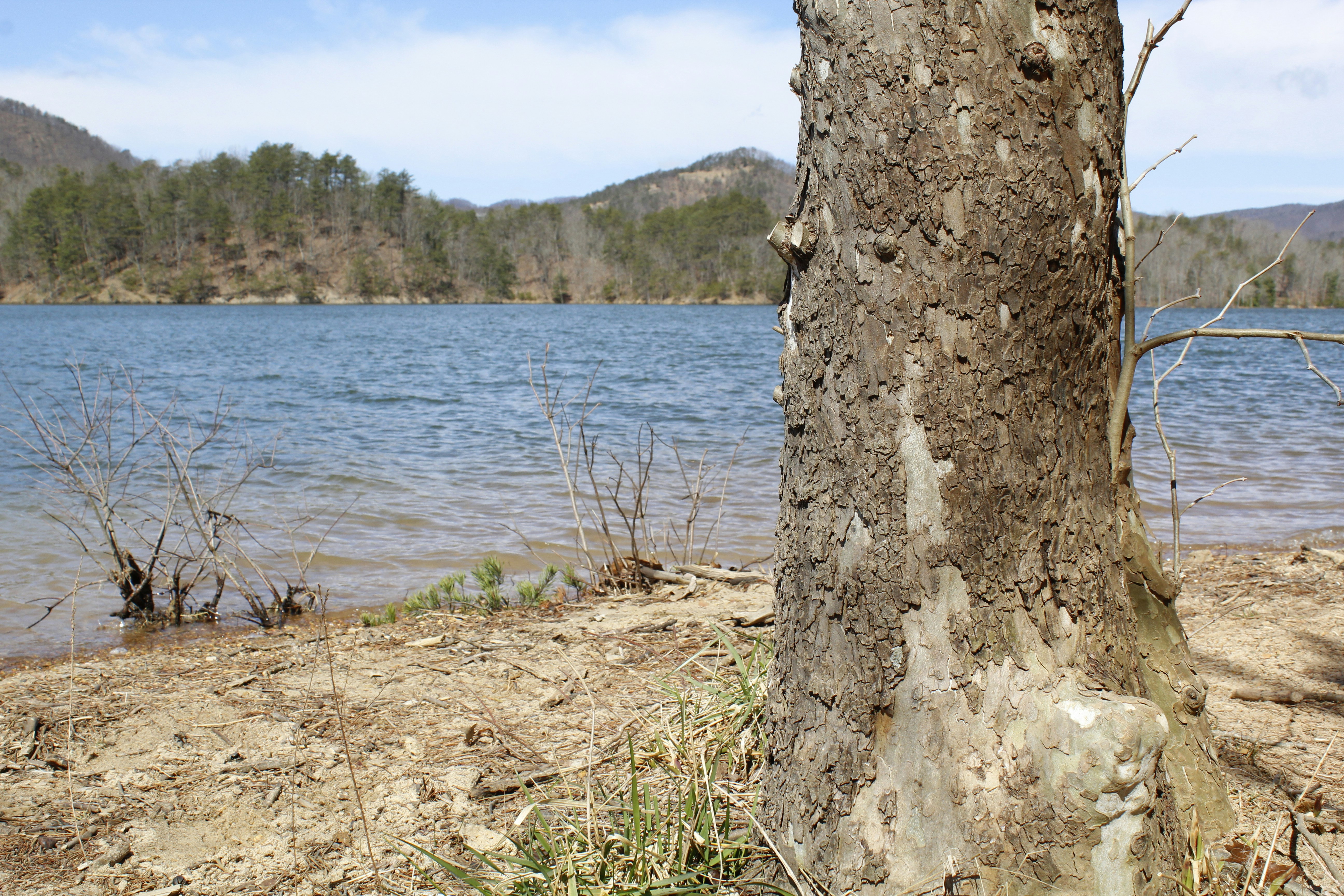 a tree that is next to a body of water