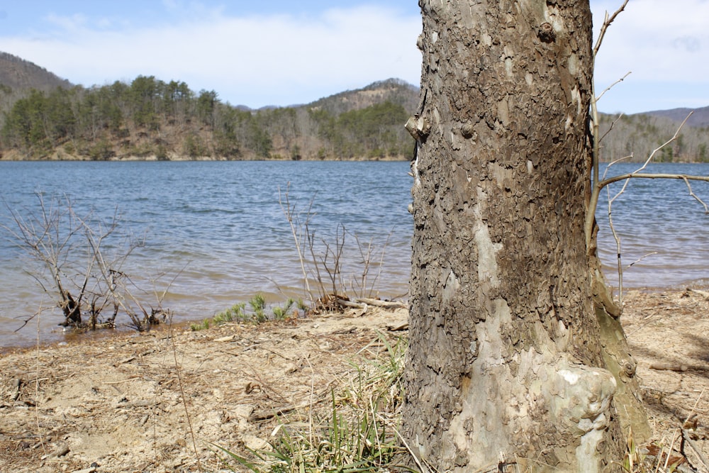 a tree that is next to a body of water