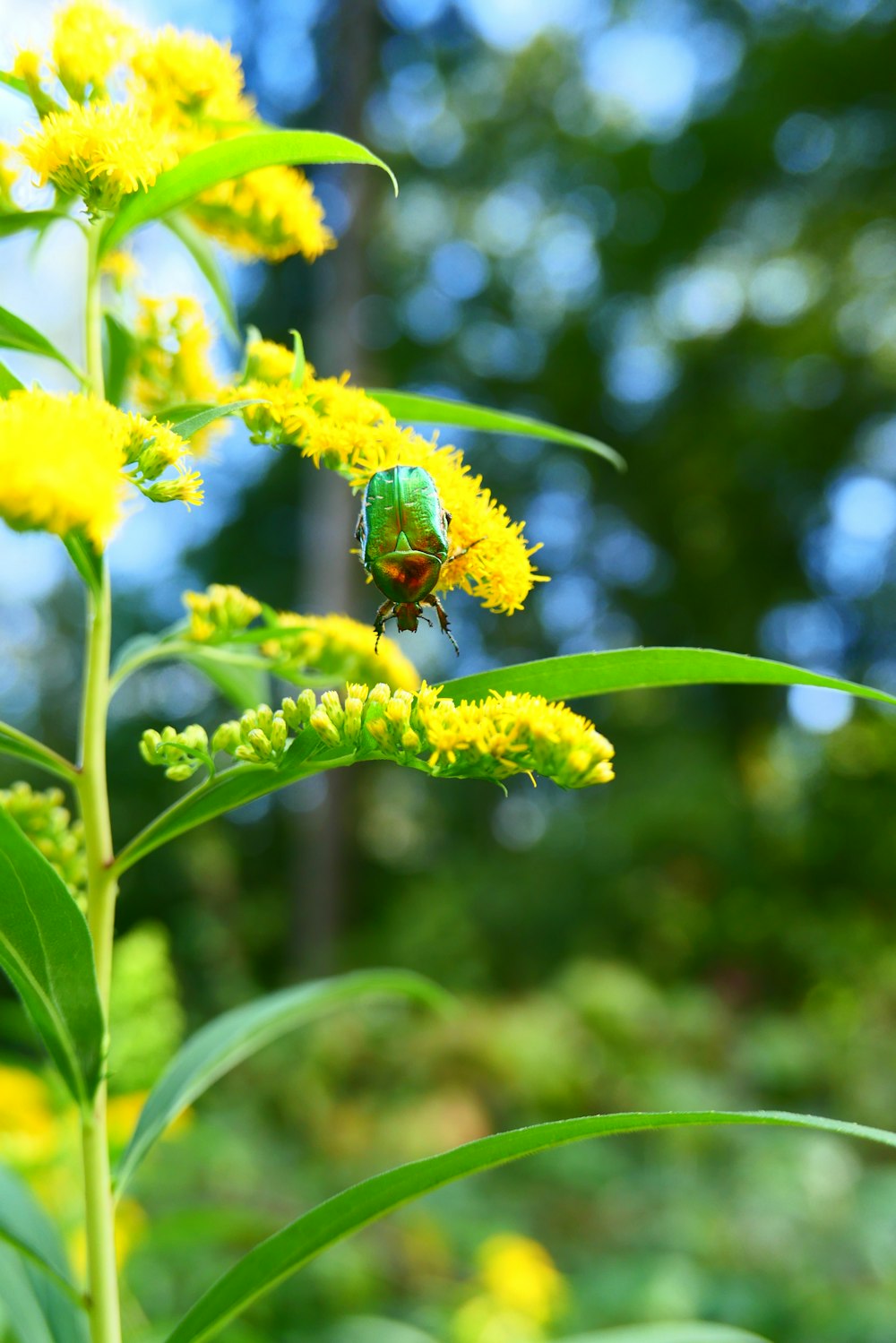 a green bug sitting on top of a yellow flower