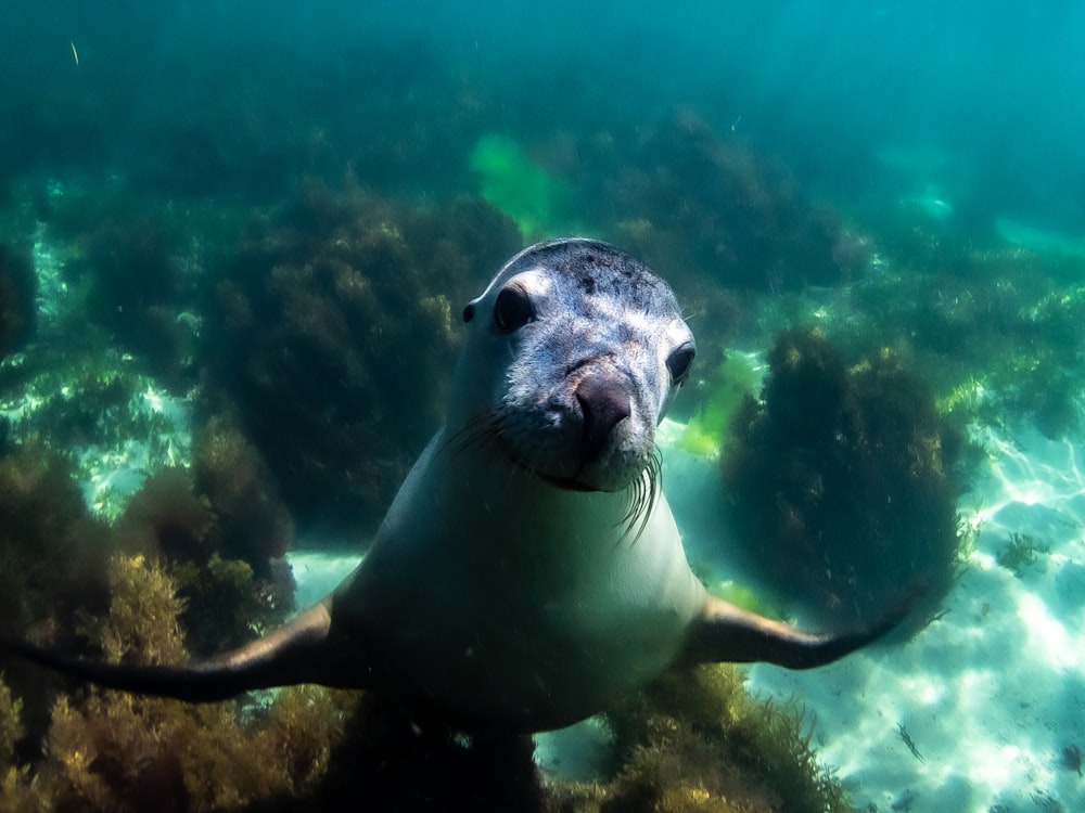 a sea lion swimming in the water