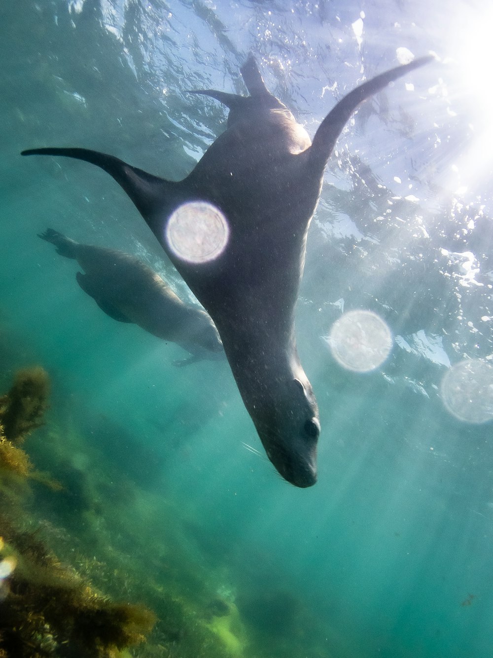 a sea lion swimming in the water