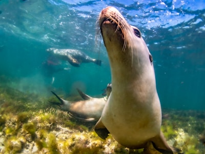 A curious sea lion peeking out from behind underwater rocks in the marine zone of Isla Isabel.