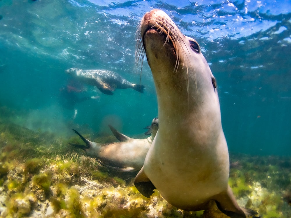 a group of sea lions swimming in the ocean