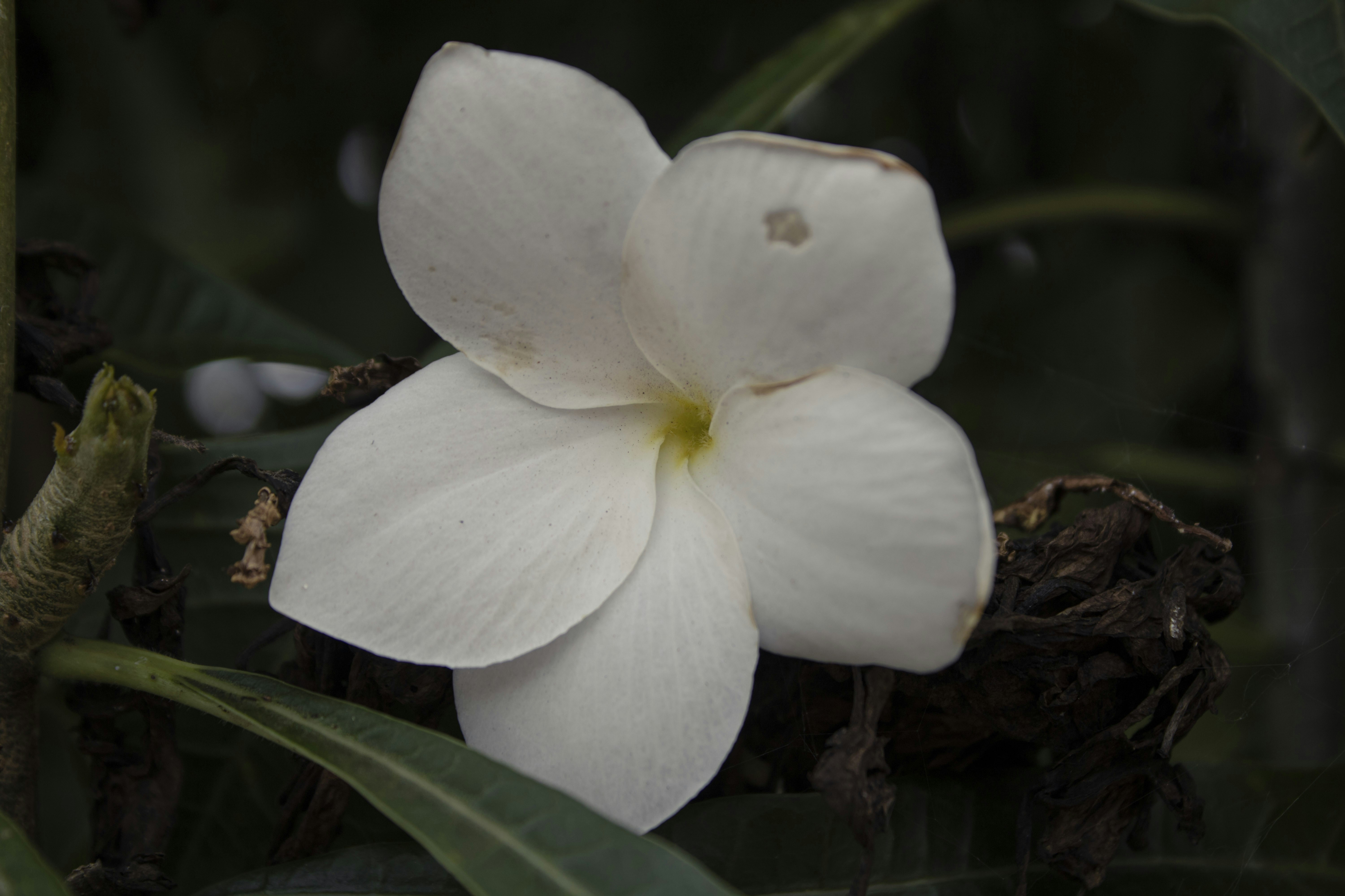 Photo by luizfe_matias