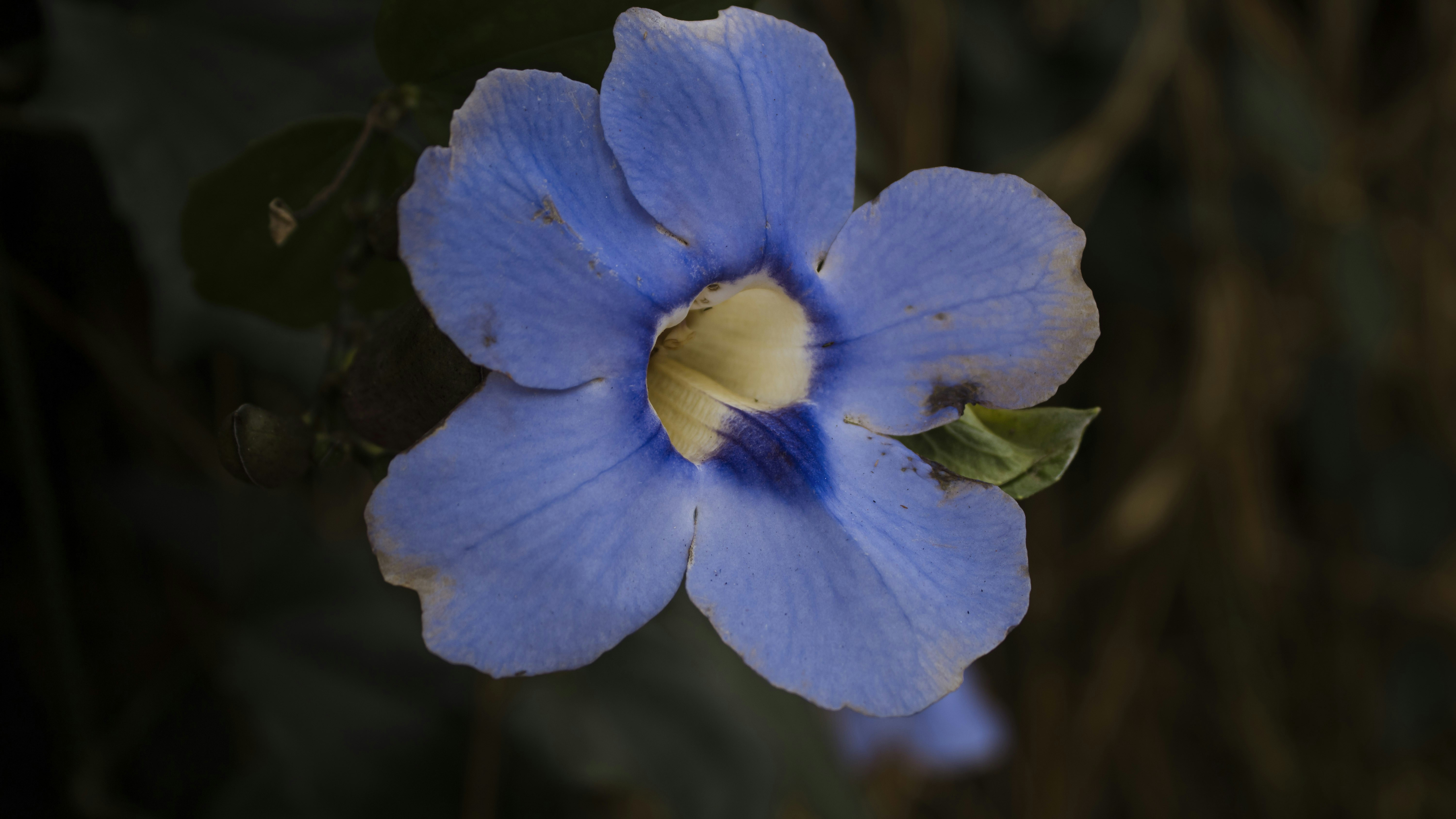 a blue flower with a yellow center in the middle