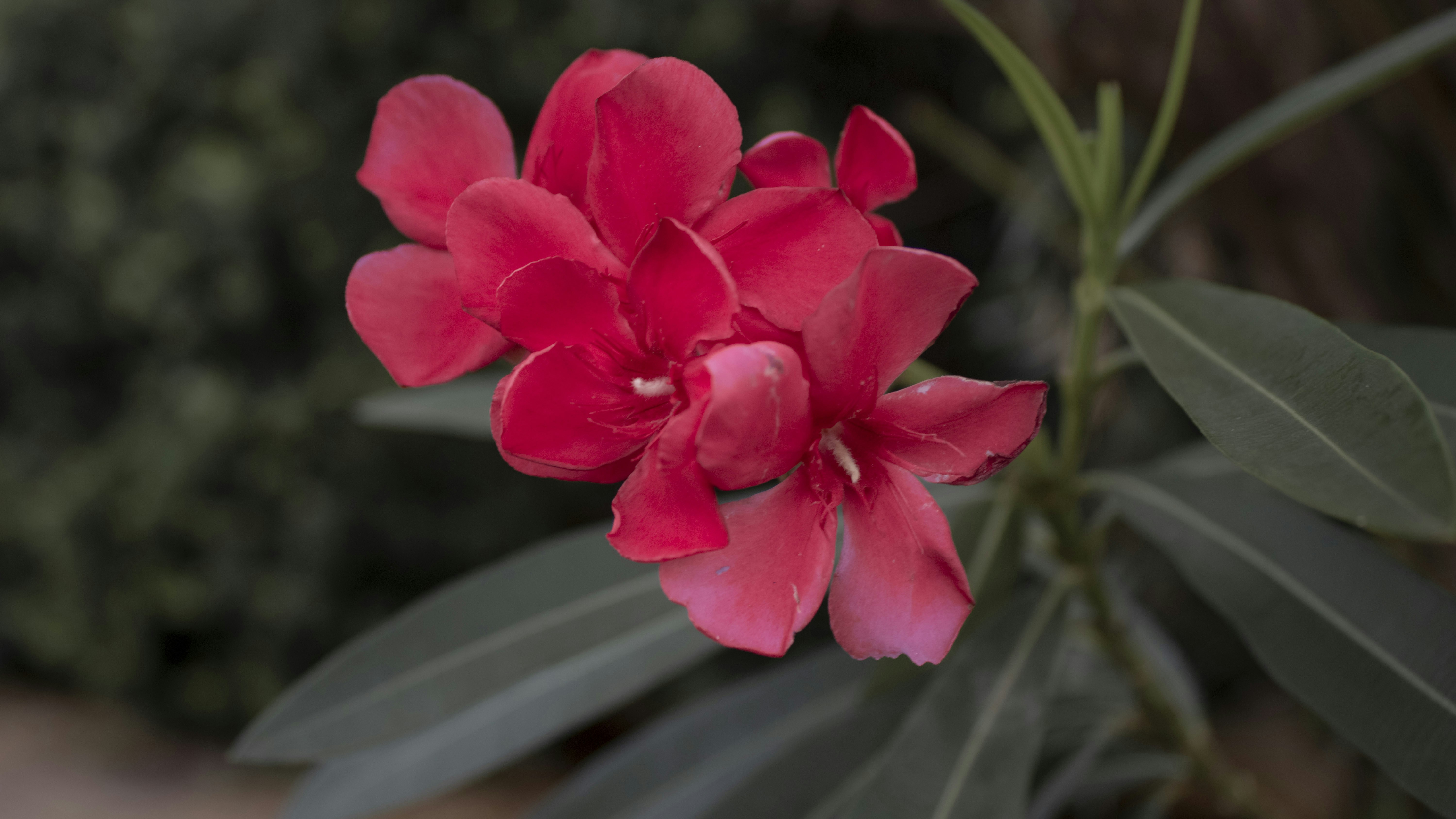 Photo by luizfe_matias