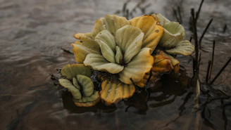 A close-up of aquatic plants with broad, textured leaves in shades of green and yellow, partially submerged in water. Small droplets of water are visible on the leaves, adding a fresh and serene quality to the scene.