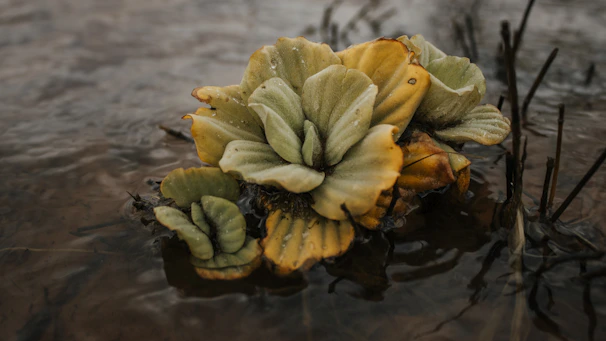 A close-up of aquatic plants with broad, textured leaves in shades of green and yellow, partially submerged in water. Small droplets of water are visible on the leaves, adding a fresh and serene quality to the scene.