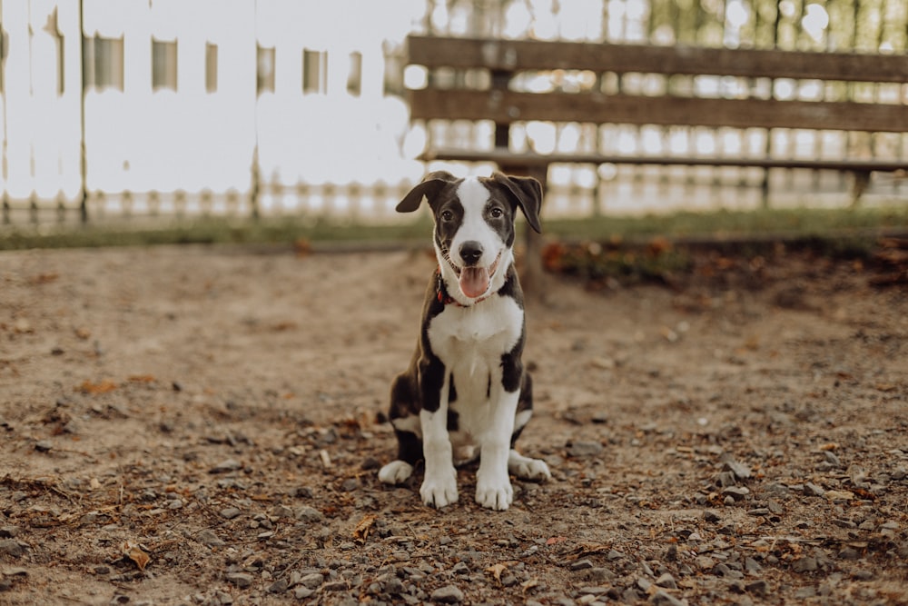 a black and white dog sitting on top of a dirt field