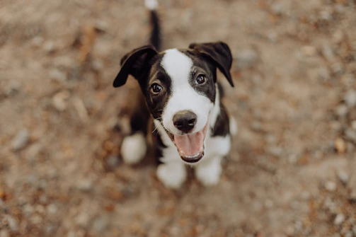 A cheerful puppy sitting next to a calendar with colorful notes.