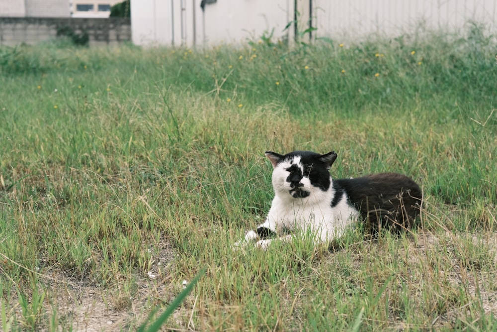 a black and white cat laying in the grass