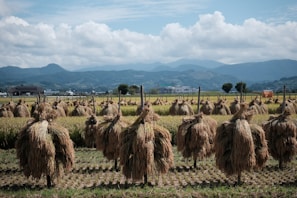 Rows of harvested rice sheaves hang on wooden racks in a field, set against a backdrop of distant mountains under a cloudy sky. The landscape includes houses and a few scattered trees, indicating a rural setting.