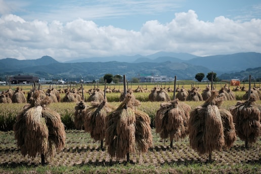 Rows of harvested rice sheaves hang on wooden racks in a field, set against a backdrop of distant mountains under a cloudy sky. The landscape includes houses and a few scattered trees, indicating a rural setting.