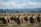 Rows of harvested rice sheaves hang on wooden racks in a field, set against a backdrop of distant mountains under a cloudy sky. The landscape includes houses and a few scattered trees, indicating a rural setting.