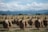 Rows of harvested rice sheaves hang on wooden racks in a field, set against a backdrop of distant mountains under a cloudy sky. The landscape includes houses and a few scattered trees, indicating a rural setting.