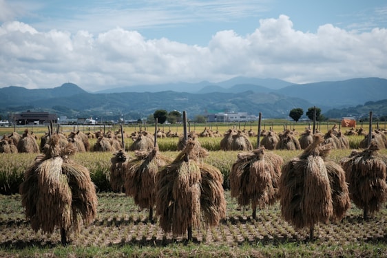 Rows of harvested rice sheaves hang on wooden racks in a field, set against a backdrop of distant mountains under a cloudy sky. The landscape includes houses and a few scattered trees, indicating a rural setting.