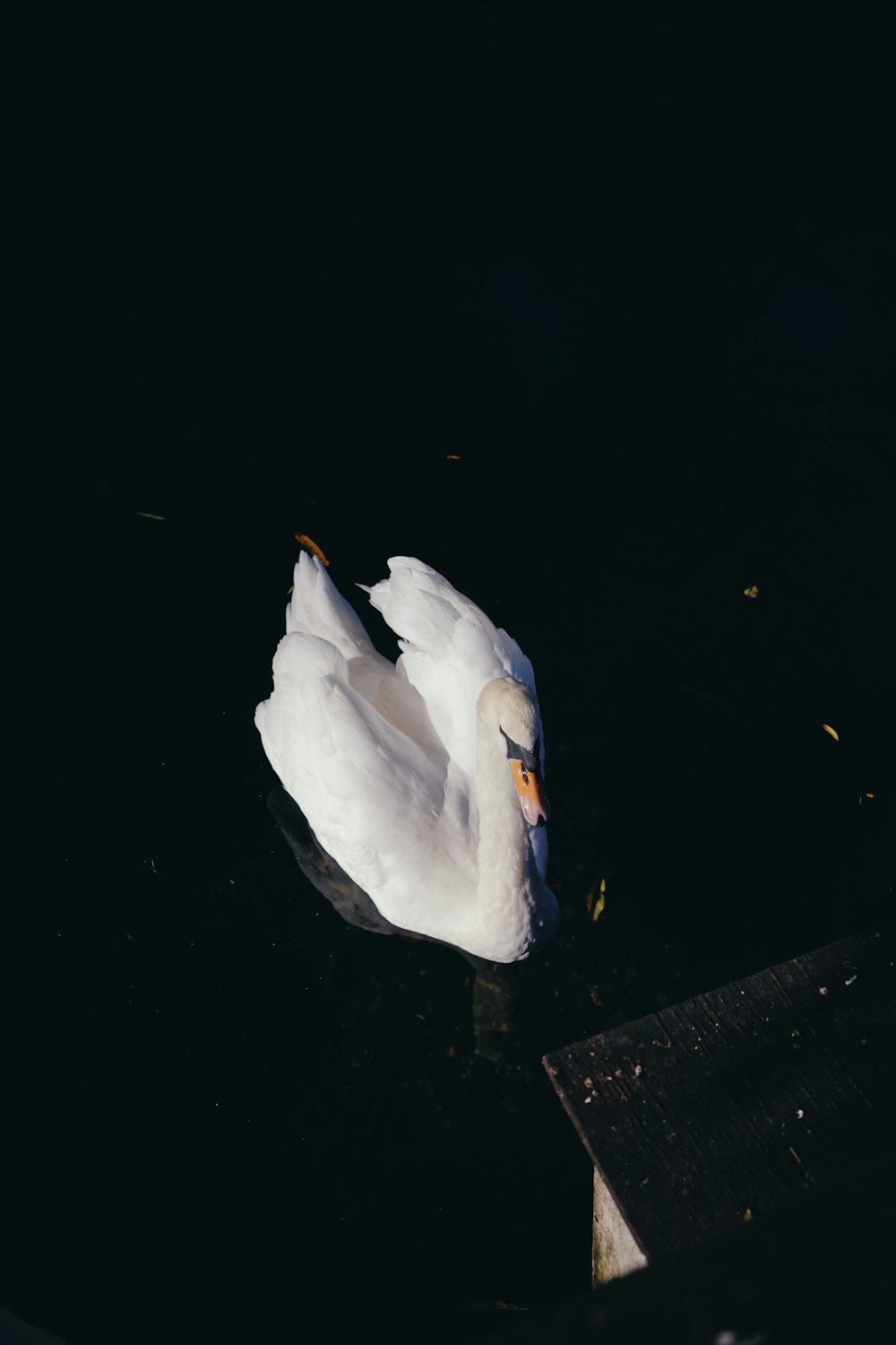 a white swan floating on top of a body of water